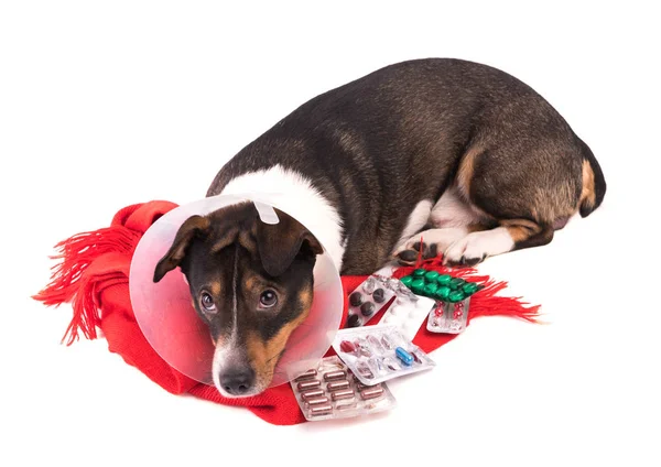 Beyaz bir arka plan üzerinde tıp hasta köpek