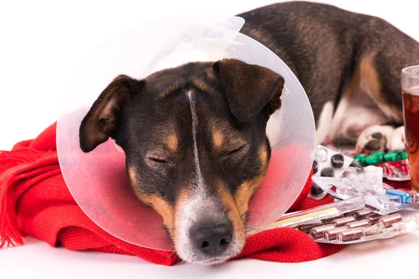 Cane malato con medicina su sfondo bianco — Foto Stock