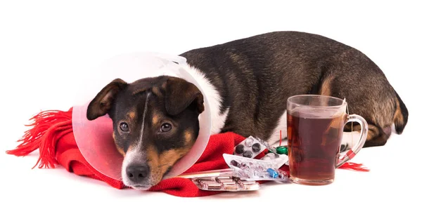 Beyaz bir arka plan üzerinde tıp hasta köpek