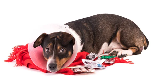 Cane malato con medicina su sfondo bianco — Foto Stock