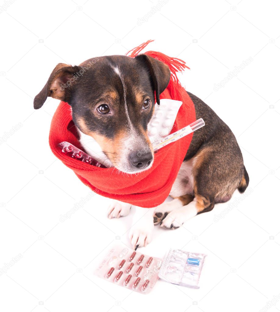 sick dog with medicine on a white background