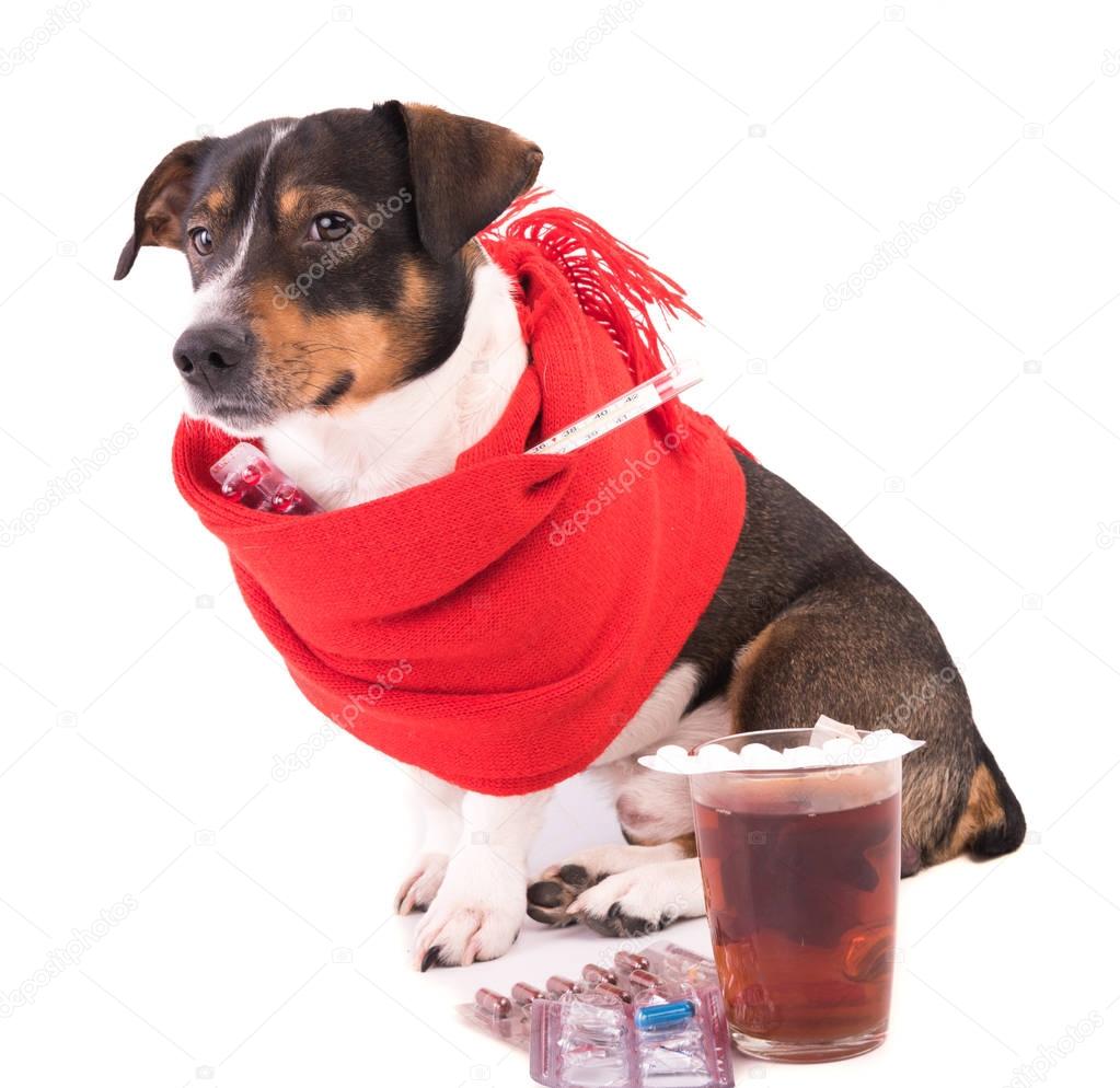 sick dog with medicine on a white background