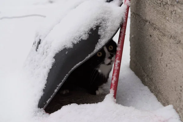 Kat met een schop in de sneeuw — Stockfoto