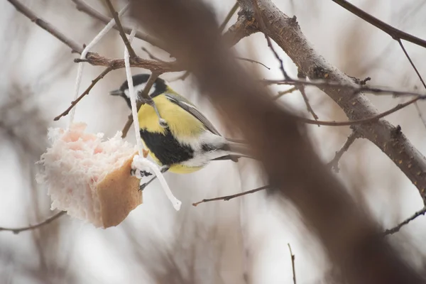 Besleme Birds ağaçta kışın