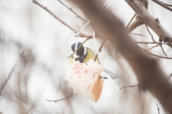 Nutrire uccelli su un albero in inverno — Foto Stock