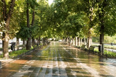 Yeşil Yaz Şehir Parkı sabah