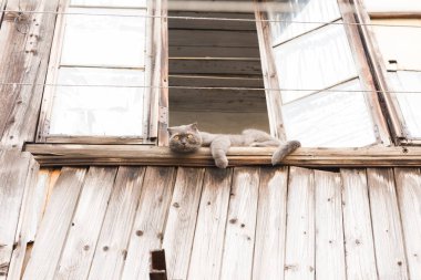 kedi üzerinde eski bir ev gecekondu