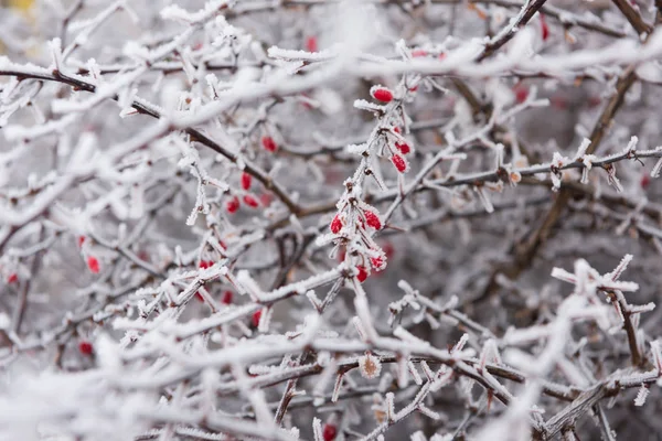 树木在雪上的树枝霜 — 图库照片