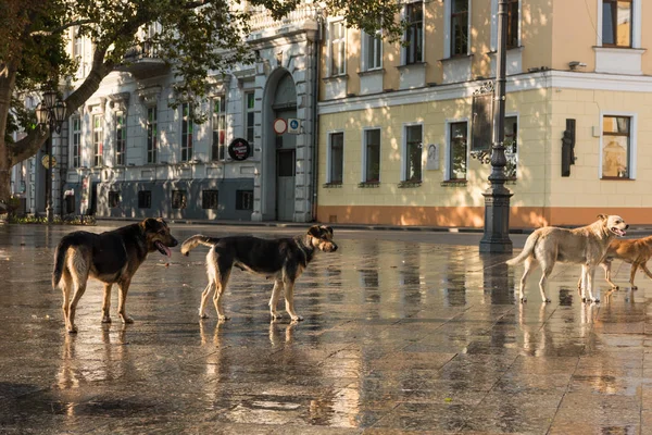 şehirde başıboş köpek sürüsü