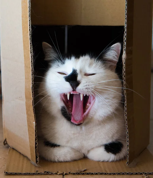 Gato branco em uma caixa de papelão — Fotografia de Stock