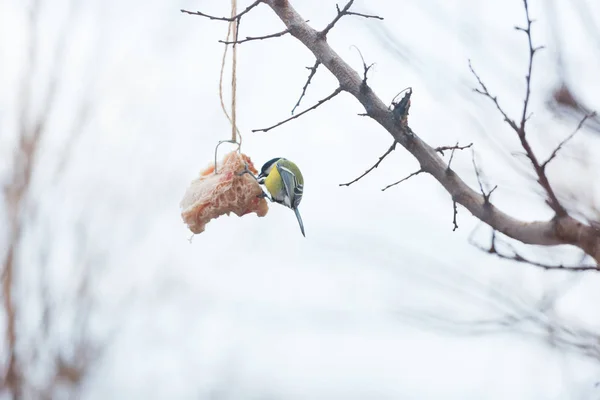 Besleme Birds ağaçta kışın — Stok fotoğraf