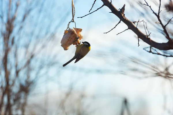 Besleme Birds ağaçta kışın — Stok fotoğraf