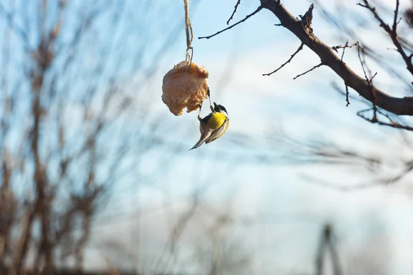 Besleme Birds ağaçta kışın — Stok fotoğraf