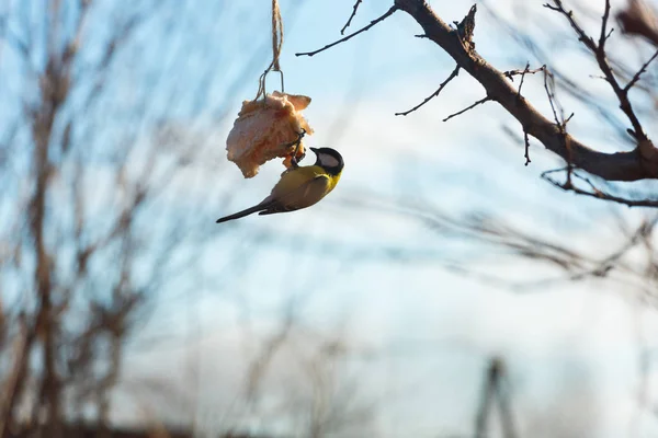 Feeding birds in a tree in winter