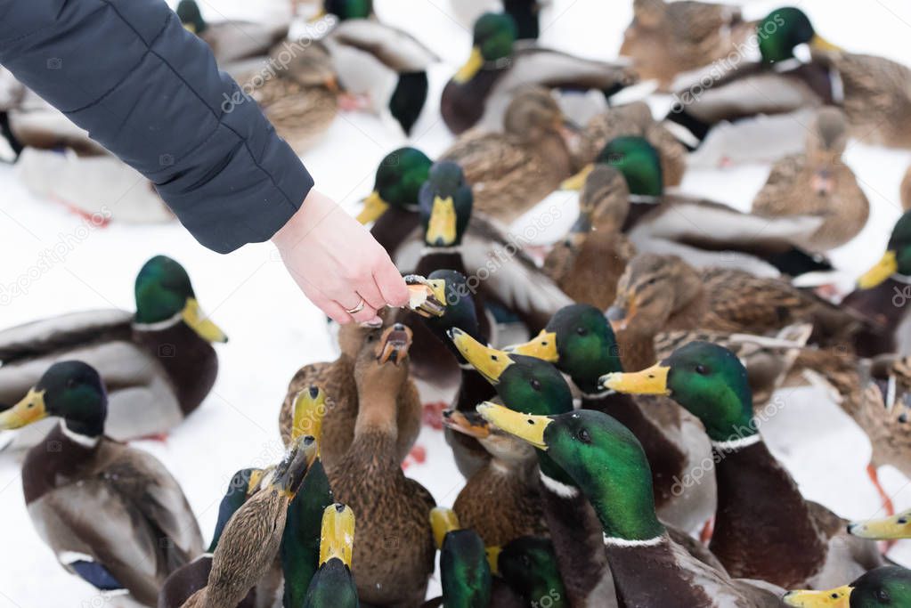 many ducks feeding in the winter snow