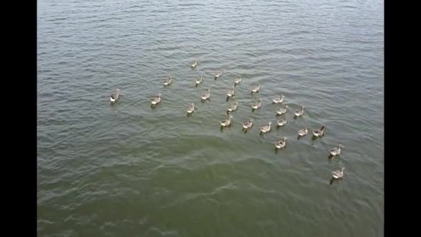 Gans white-fronted op het meer. 4k video — Stockvideo