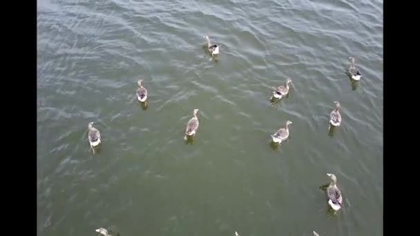 Ganso de frente blanca en el lago. Vídeo 4k — Vídeo de stock