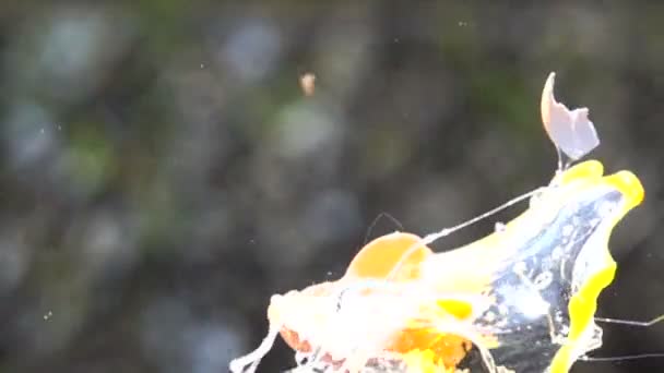 Eggs explosion slow motion HD video — Stock Video