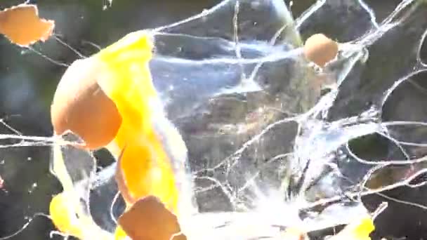 œufs explosion au ralenti vidéo HD 