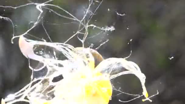 œufs explosion au ralenti vidéo HD 