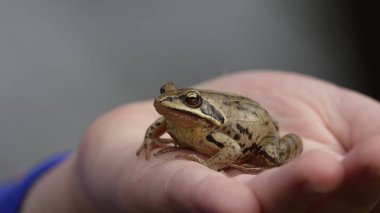 Kız bir kurbağa Rana temporaria tutuyor