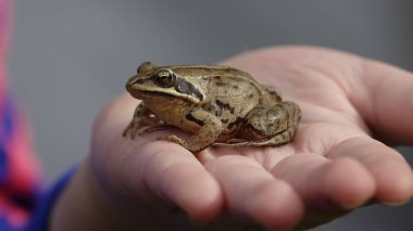 Kız bir kurbağa Rana temporaria tutuyor