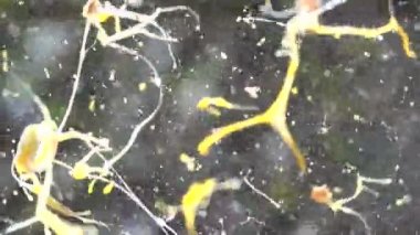 patlama ağır çekim Hd video yumurta