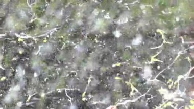 patlama ağır çekim Hd video yumurta