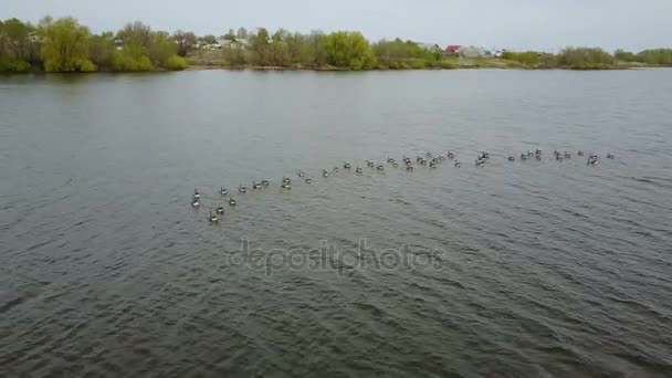 Goose Vitpannad på sjön — Stockvideo