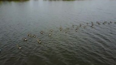 Kaz beyaz önlü göl kenarında