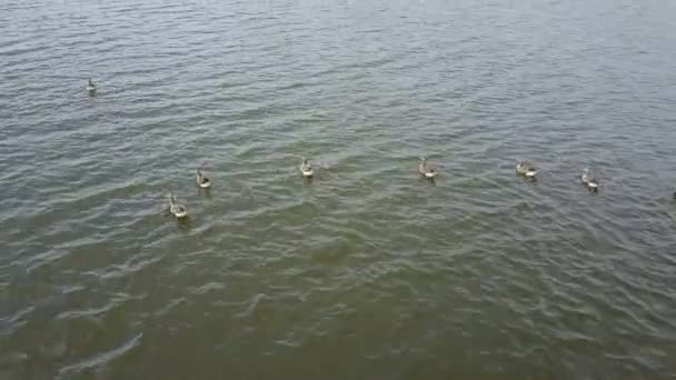 Gänseblümchen am See — Stockvideo