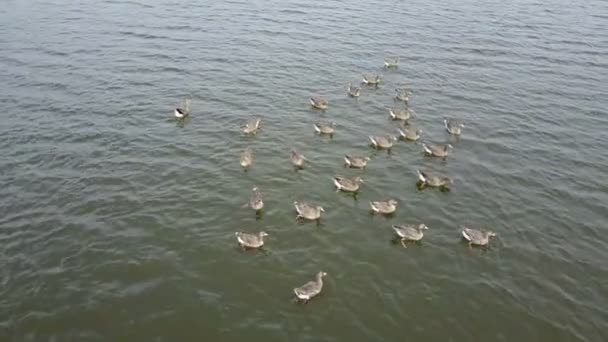 White-fronted goose op het meer — Stockvideo