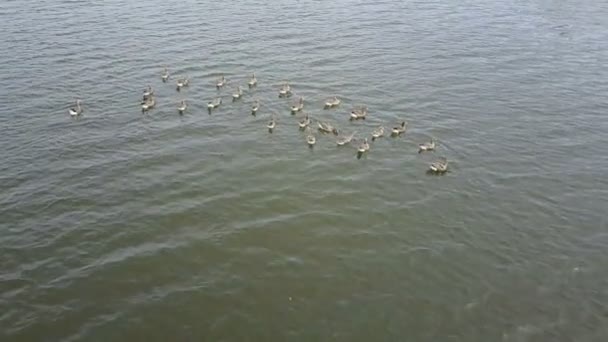 Ganso de frente blanca en el lago — Vídeo de stock