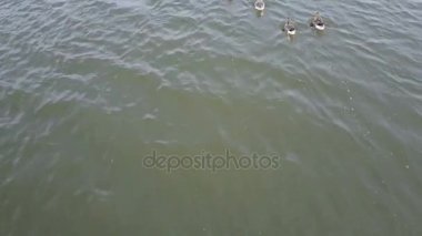 Kaz beyaz önlü göl kenarında