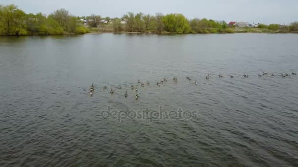 White-fronted goose op het meer — Stockvideo