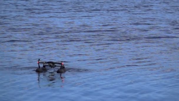 Flying a quadrocopter drone above the water 1000 FPS — Stock Video