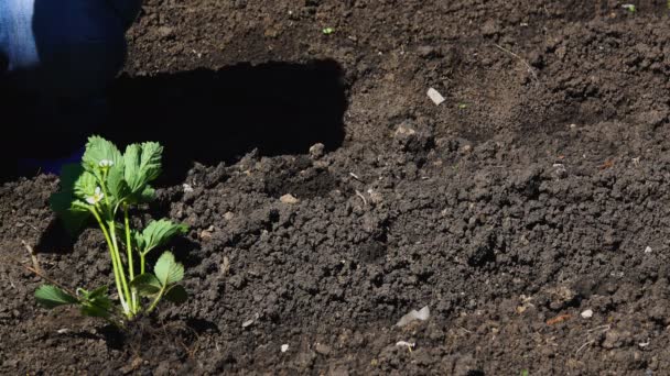 Planting strawberry bushes in the garden — Stock Video