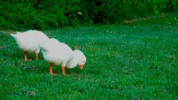 Beste jonge ganzen grazen gras — Stockvideo