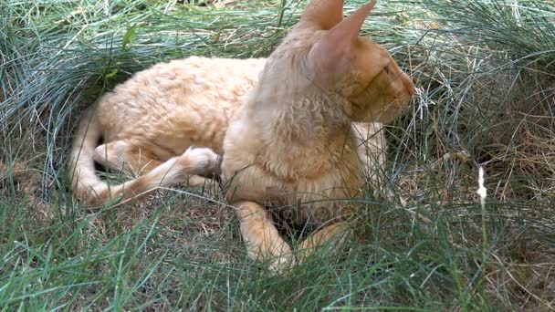 Kat hounds achter het gras — Stockvideo