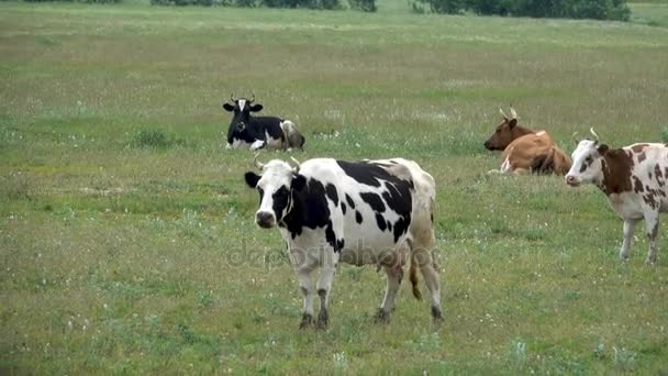 Bunte Kühe grasen und stöhnen — Stockvideo