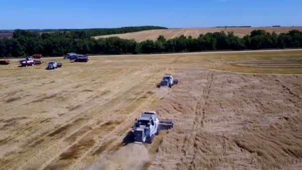 Collecting wheat harvesters in summer areal — Stock Video