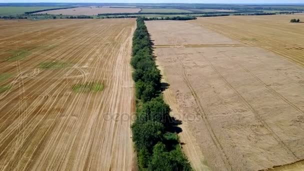 Vol au-dessus de la forêt séparant les champs de blé 4K — Video