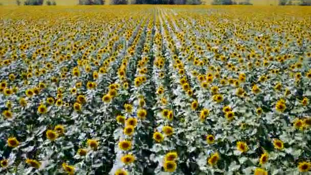 Vliegen over een mooie veld van zonnebloem areal — Stockvideo