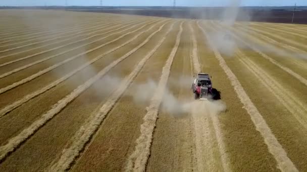 Sběr pšenice kombajny v letní areál — Stock video