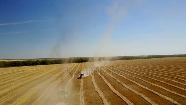 在夏天地域收集小麦收割机 — 图库视频影像