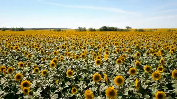 Flug über ein wunderschönes Sonnenblumenfeld — Stockvideo