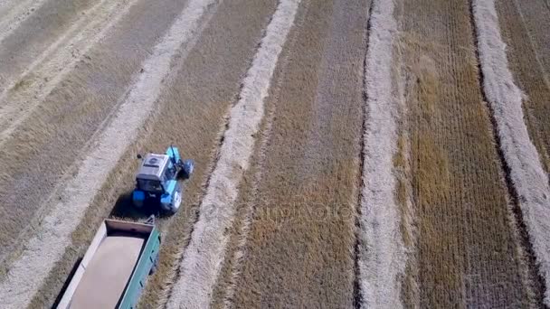 Tracteur va ramasser le blé de moissonneuse-batteuse — Video