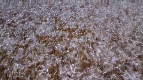 Політ над золотою пшеницею — стокове відео