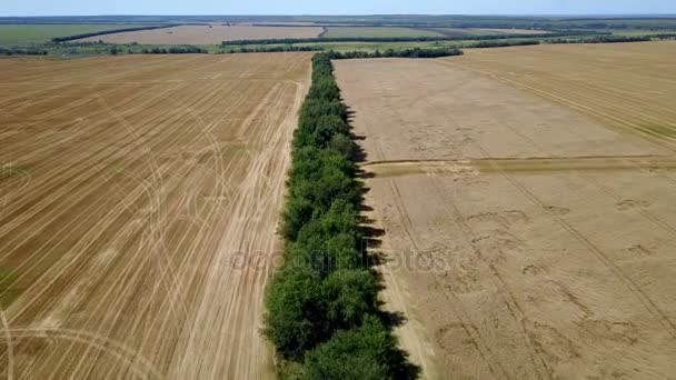 Vol au-dessus de la forêt séparant les champs de blé 4K — Video
