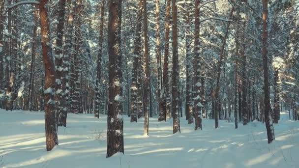 Slanke bomen in de sneeuw in het winterbos — Stockvideo